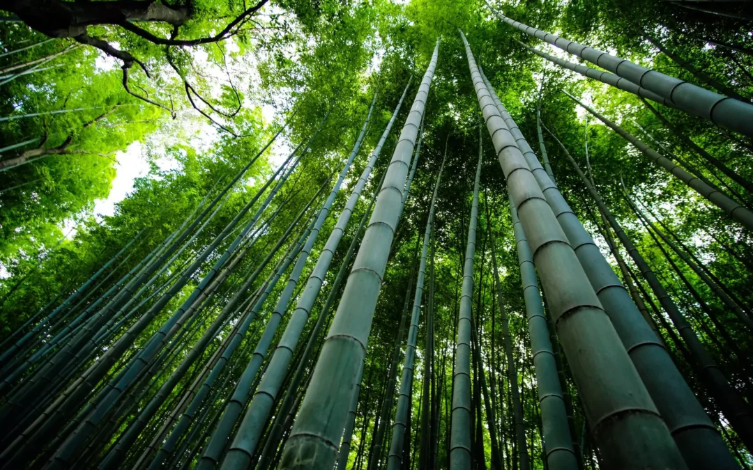 Bamboo